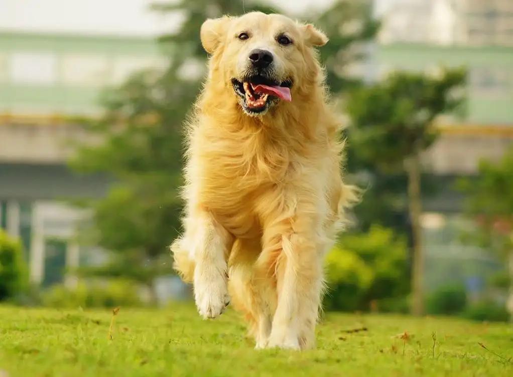 Golden Retriever Image 3