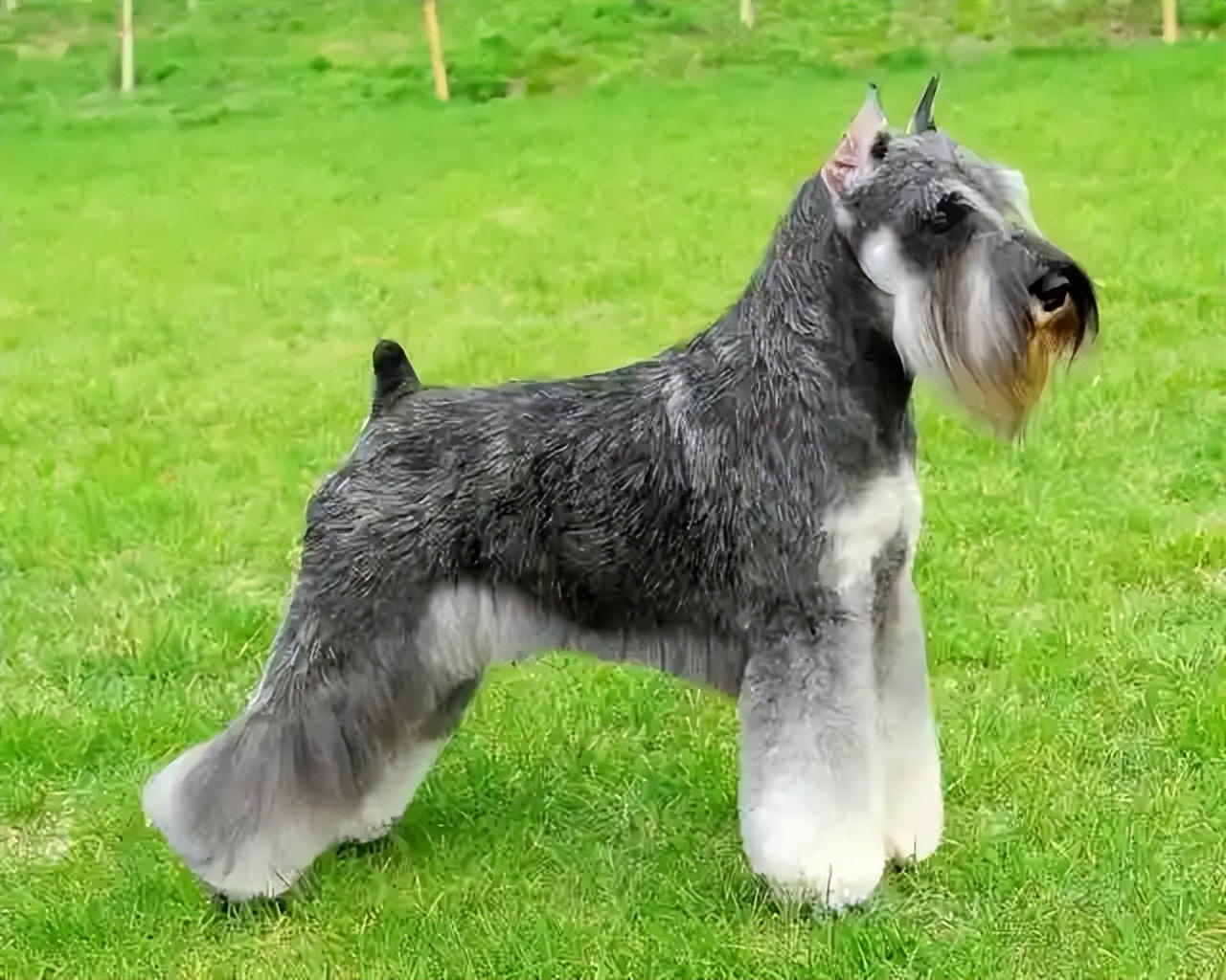 Dog Image 1