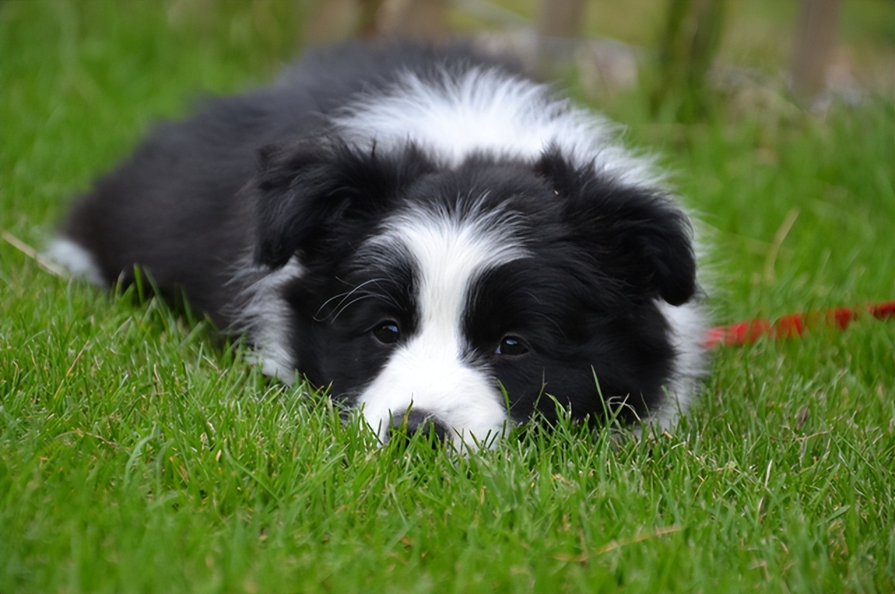 Border Collie Benefits: Discover Why They’re So Popular