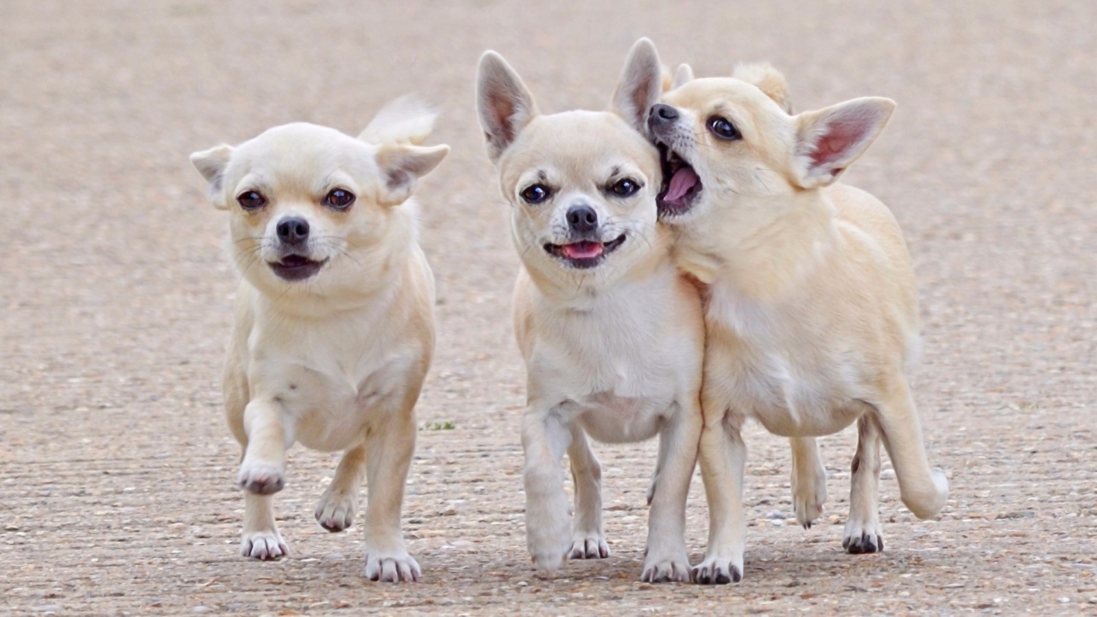 Miniature Pinscher Image 3