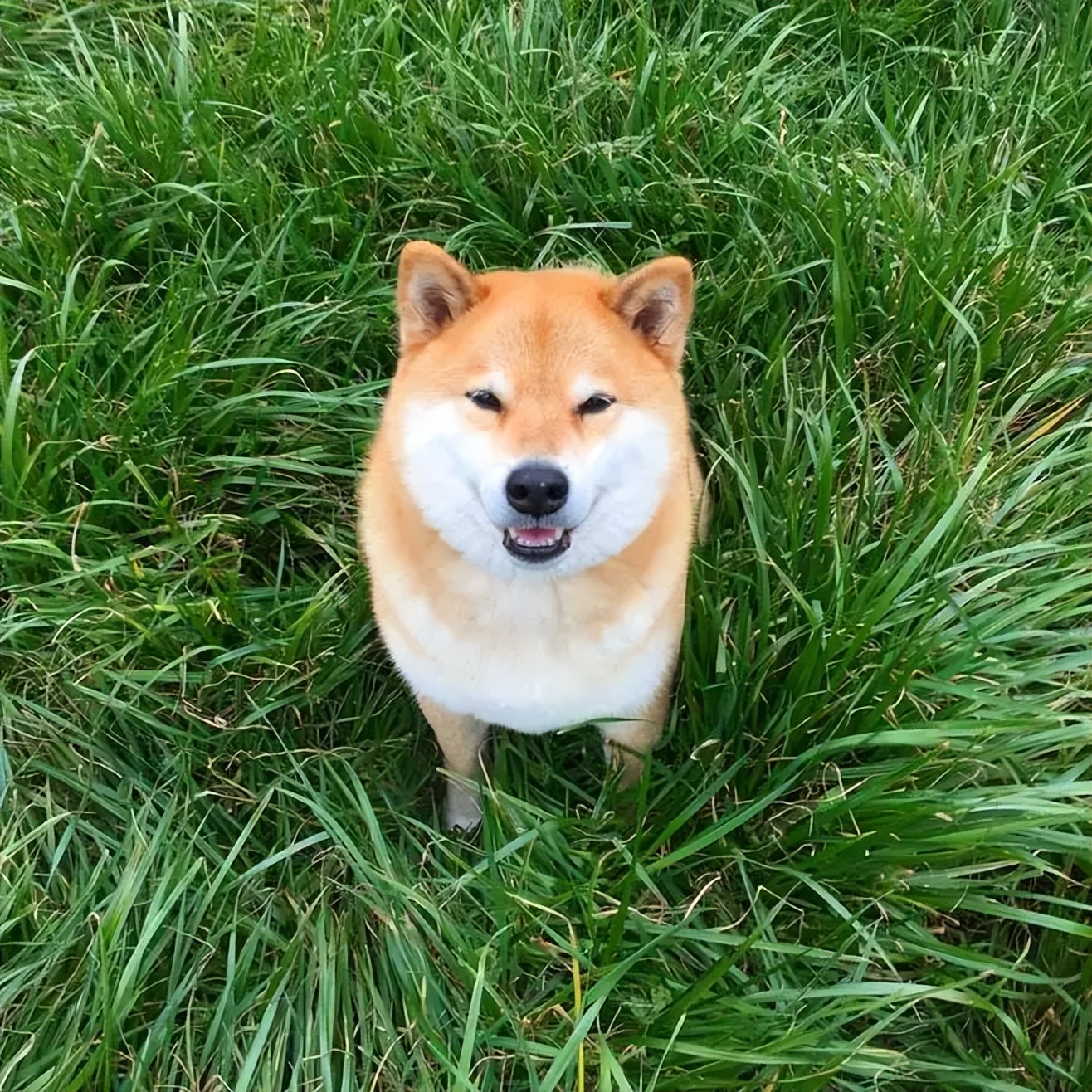 Destructive Shiba Inu