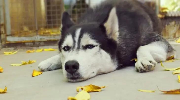 Dog Image 6