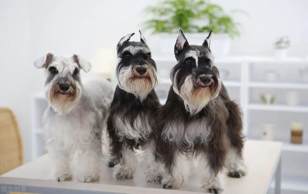 Schnauzer Health Risks: 6 Diseases Owners Must Know