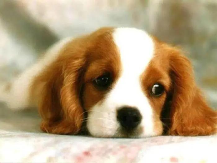Dog Image 7