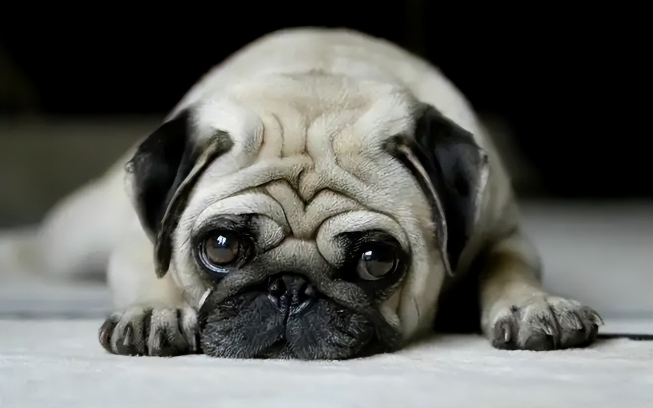 Dog Image 1