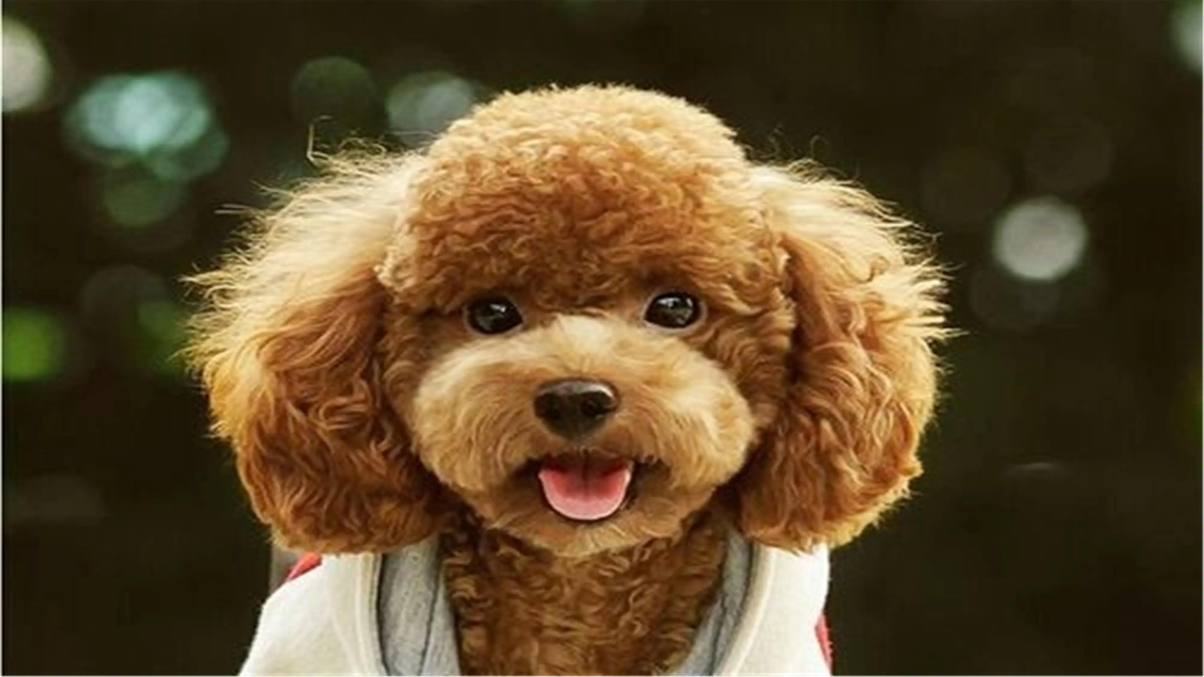 Toy Poodle